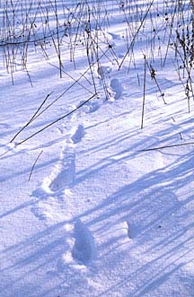 coyote tracks, by Todd Bannor